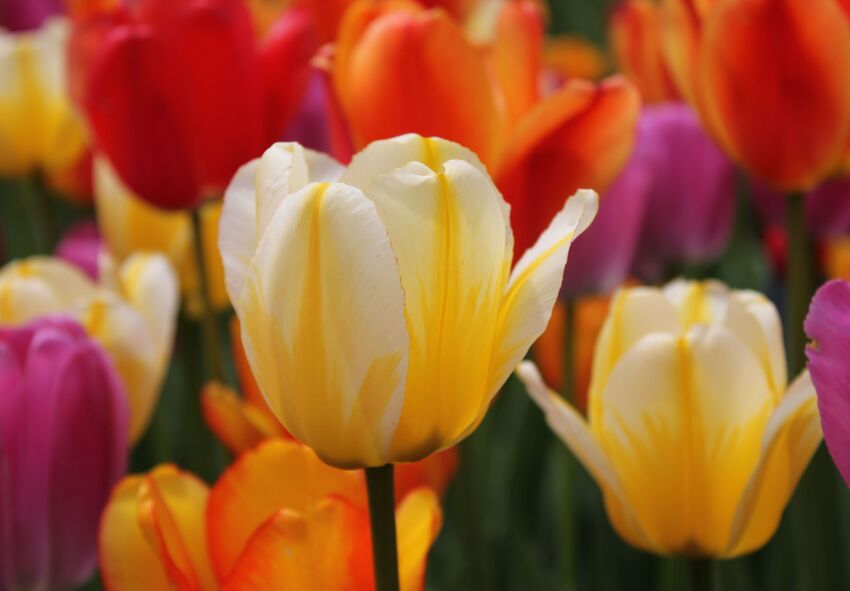 Die Blütezeit der Tulpen verlängern So lassen Sie Tulpen bis in den Herbst hinein blühen