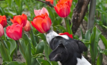 Tulipaner og kæledyr: Sådan forstår du risiciene ved tulipaner for katte- og hundeejere
