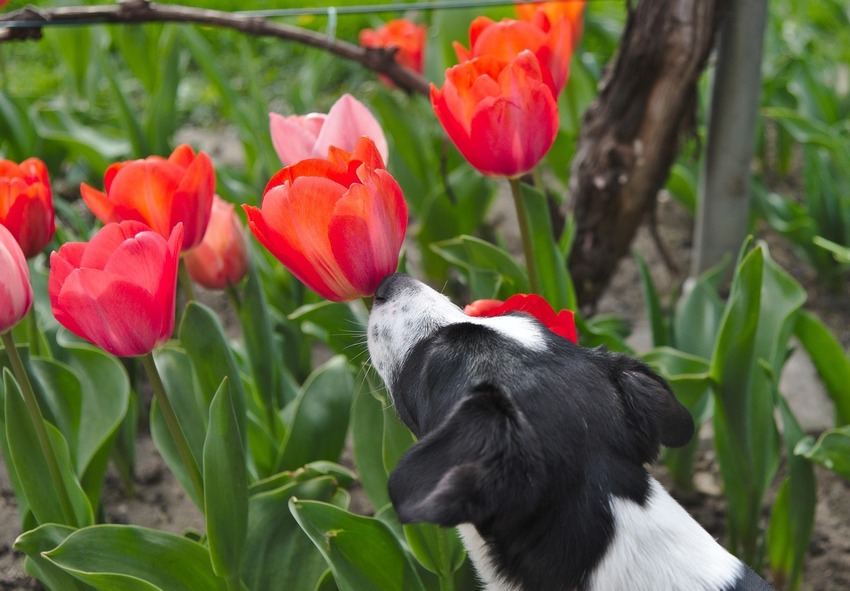 Warum können Tulpen für Haustiere gefährlich sein?