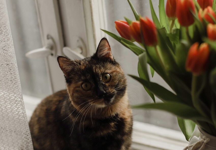 So züchtet man Tulpen sicher im Garten und zu Hause