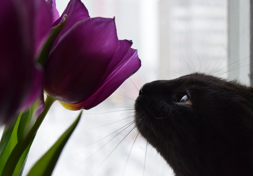 Wie sich Tulpen auf Hunde und Katzen auswirken können