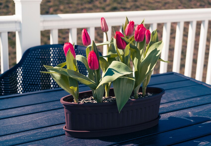 Tulpen in Kübeln anpflanzen für eine längere Blütezeit Pflanzstrategien zur Verlängerung der Tulpenblüte