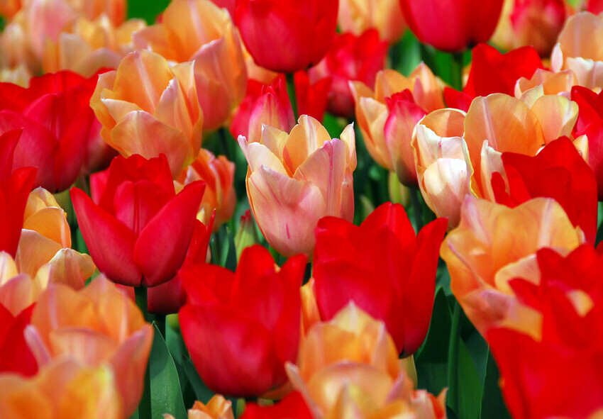 So wählen Sie hochwertige, duftende Tulpenzwiebeln aus