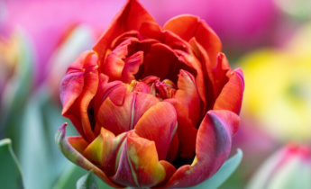 The Most Fragrant Tulips: How to Choose Scented Bulbs for Your Garden