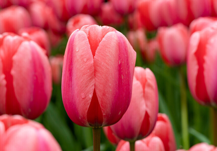 Tulip Pink Impression Why Not Every Tulip Variety Is Suitable for Forcing