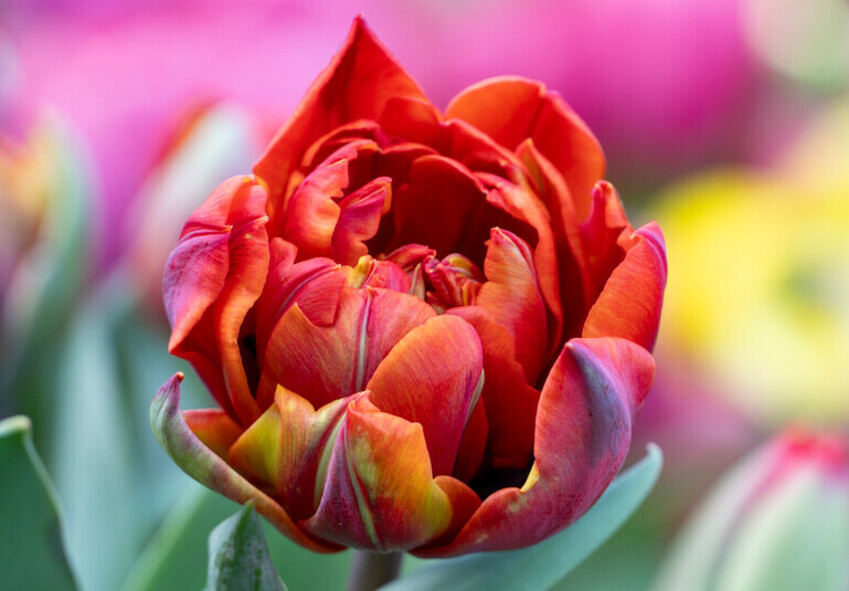 Die duftintensivsten Tulpensorten für den Garten