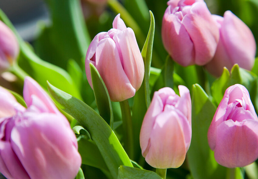 Tulip Alibi How to Choose the Best Tulip Bulbs for Forcing