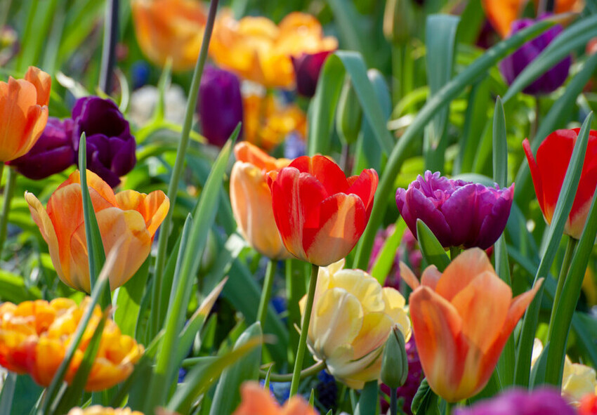 Tulip Varieties for March 8 Forcing When to Order Tulip Bulbs from Holland