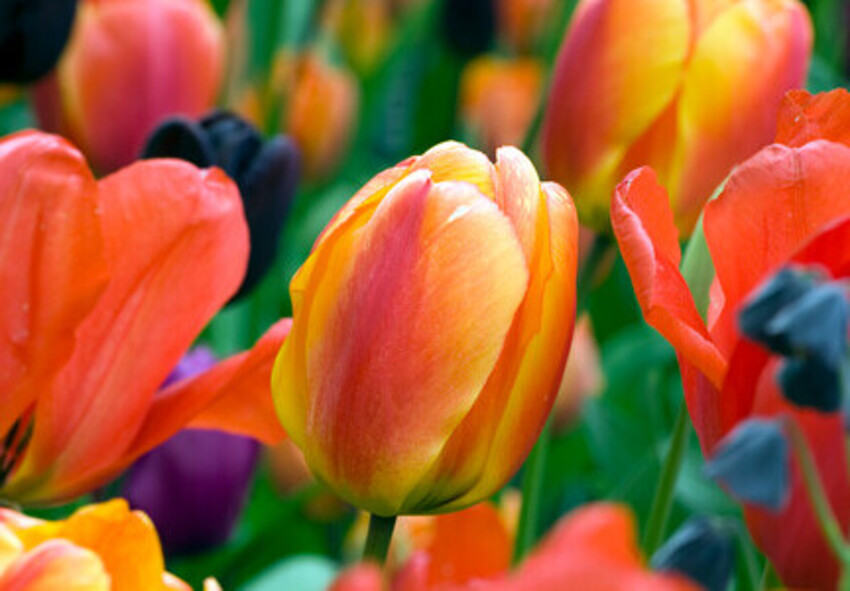 So wählen Sie duftende Tulpenzwiebeln für Ihren Garten aus