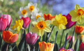 A tulipánokhoz illő növények: virágágyás-ötletek tökéletes tavaszi kombinációkkal