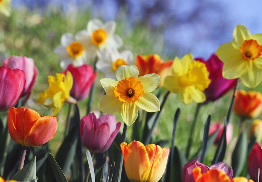 Kész virágágyás-tervek tulipánokkal Kész virágágyás-tervek tulipánokkal