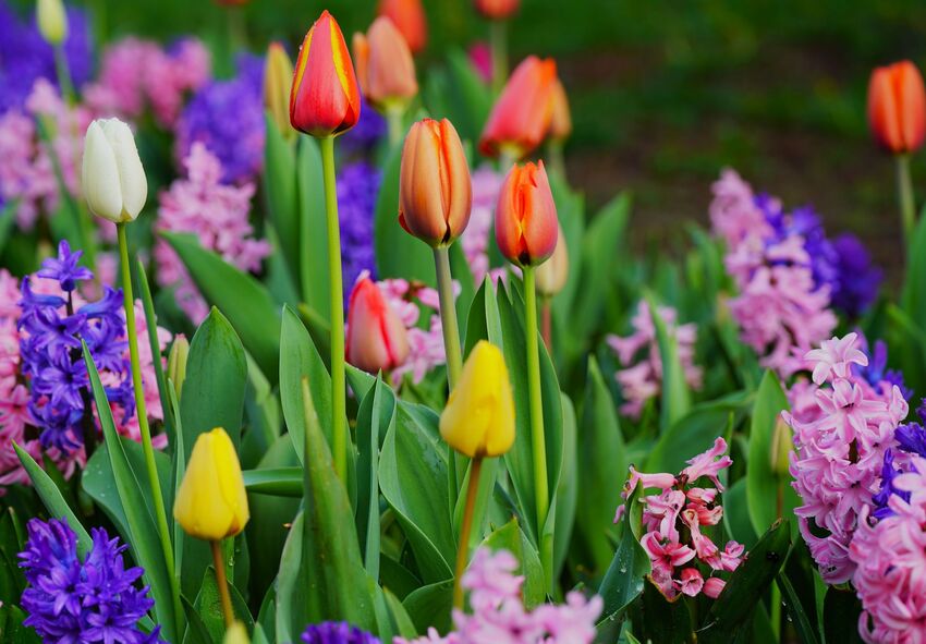A tulipánok mellé ültethető növények Tulipánokkal díszített tavaszi virágágyás kialakítása