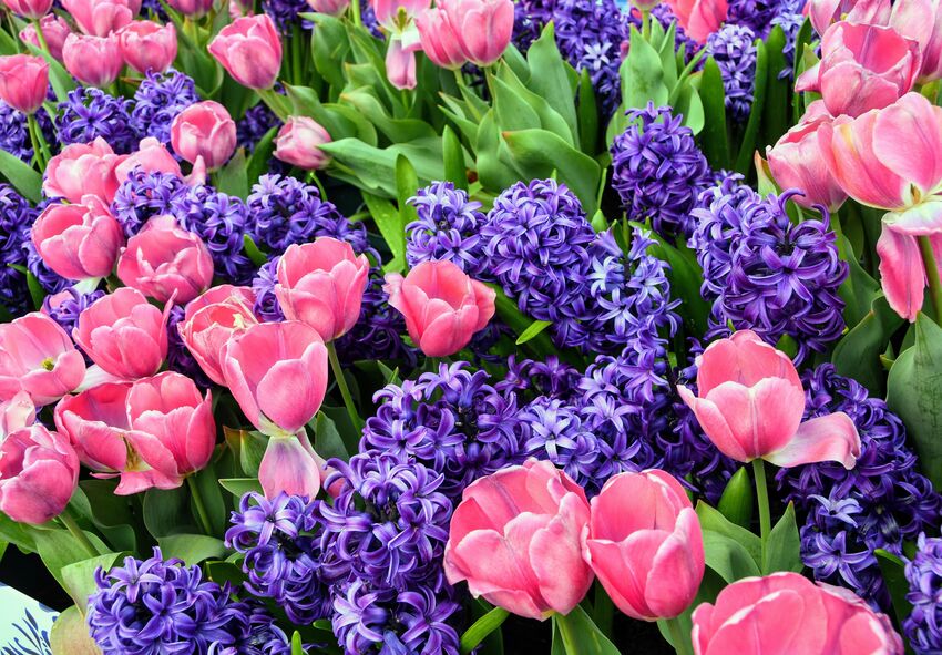 Tippek a tulipánokkal való harmonikus tavaszi dekoráció kialakításához Tippek a tulipánokkal való harmonikus tavaszi dekoráció kialakításához