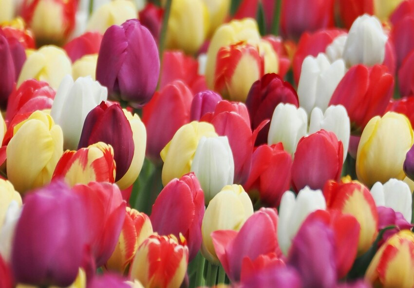 Tidlige, mellemsæson- og sene tulipaner Hvilke tulipaner blomstrer i to måneder?