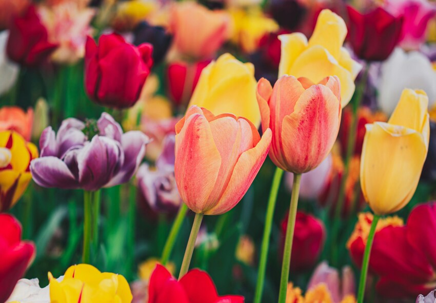 Hvordan planter man tulipaner, så de blomstrer kontinuerligt? Hvordan planter man tulipaner, så de blomstrer kontinuerligt?