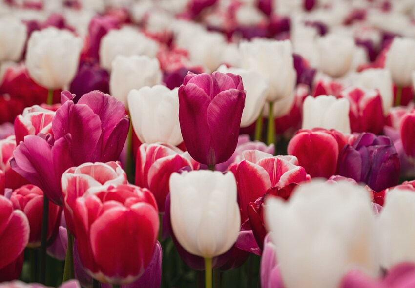 Hvordan vælger man tulipaner, der blomstrer kontinuerligt? Hvordan vælger man tulipaner, der blomstrer kontinuerligt?