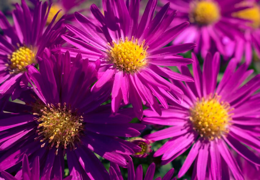 Planting Asters in Early Fall order aster bare-root plants online from Holland
