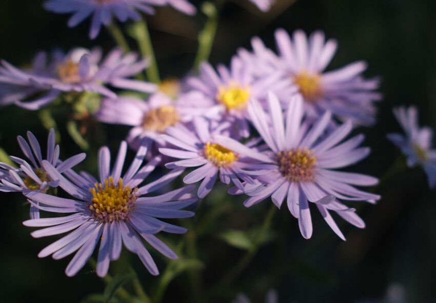 Common Mistakes to Avoid When Planting Asters How to Plant Asters in Early Fall