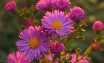 Asters planten in de vroege herfst: hoe je voor de winter gezonde planten kweekt