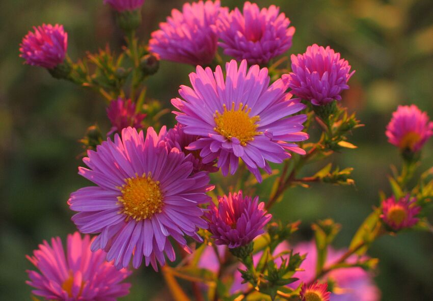 How to Choose the Best Location for Asters Why Early Fall Is a Good Time to Plant Asters