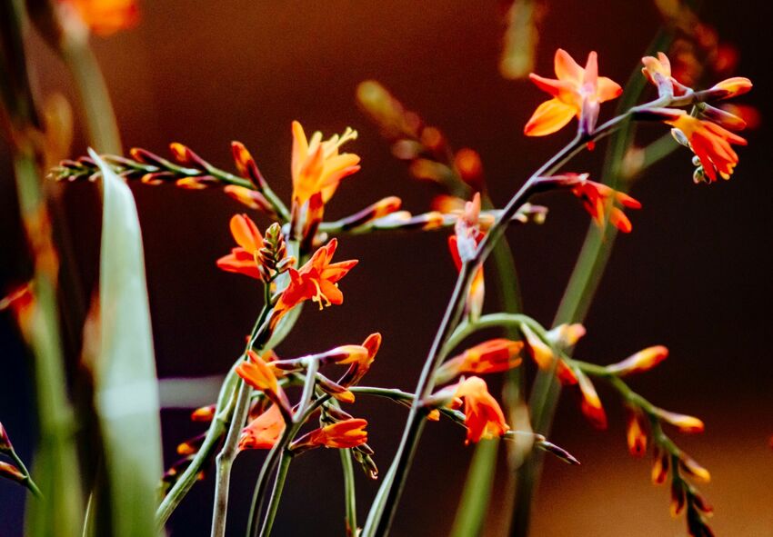 Entretien des crocosmias en automne et préparation à la dormance