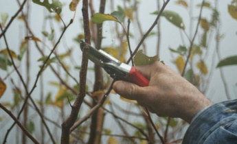 Umfassender Leitfaden zur Vermehrung von Gartenpflanzen im Herbst: Stauden, Einjährige und Sträucher