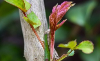 Vad man ska göra när rosorna har blommat: Tips från experter för friskare rosenbuskar