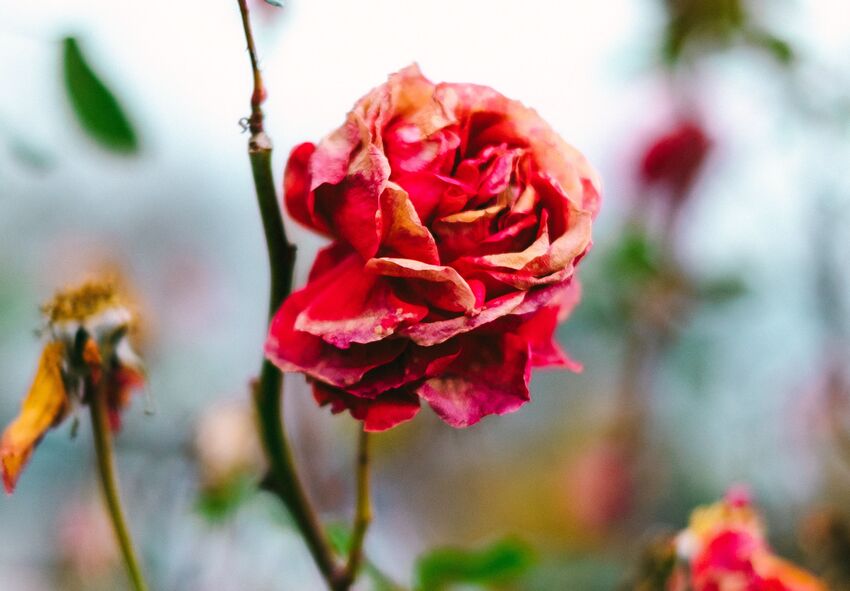 Hvorfor roser har brug for pleje efter blomstringen Hvad skal man gøre, når roserne er blomstret ud?