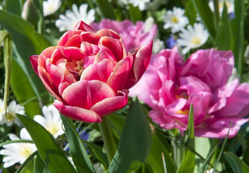 Tulip Columbus How to Force Tulip to Bloom in Time for March 8