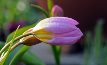 Tulips for the Lazy Gardener: The Best Low-Maintenance Varieties for Reliable Spring Flowering