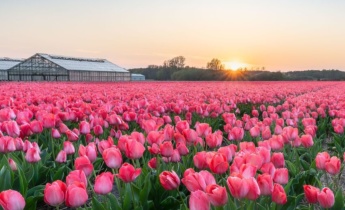Bulbos de tulipán importados o cultivados localmente: ¿qué opción es mejor para los compradores?
