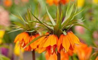 Sådan forebygger du rodbrand hos Fritillaria Imperials: En forklaring på plantemetoden med skråstilling