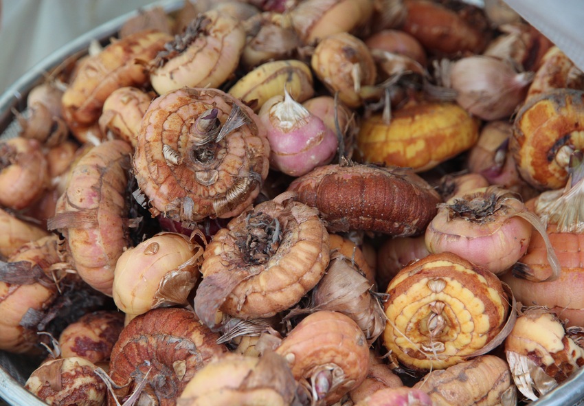 Como retirar os bolbos de gladíolos antes do inverno