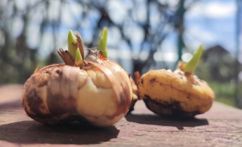 Como retirar e armazenar os bolbos de gladíolos antes do inverno: instruções passo a passo