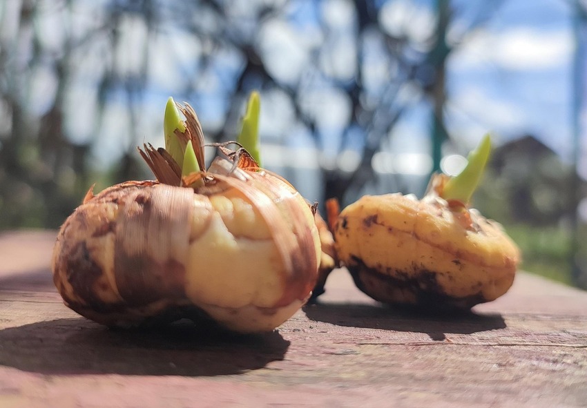 Como preparar os gladíolos para o plantio na primavera