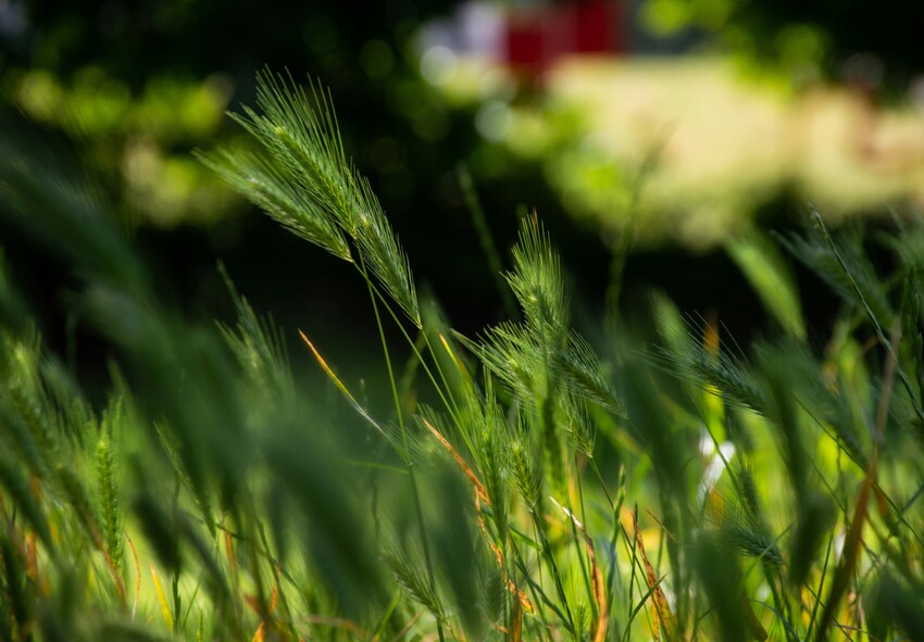 Praktische Methoden zur Unkrautbekämpfung im Garten