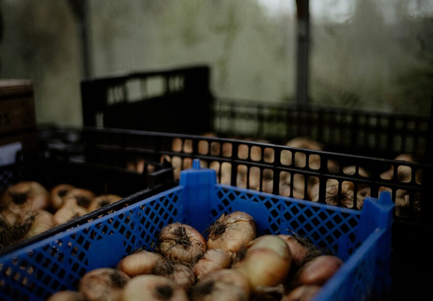 Artificial Vernalization for Early and Forced Flowering