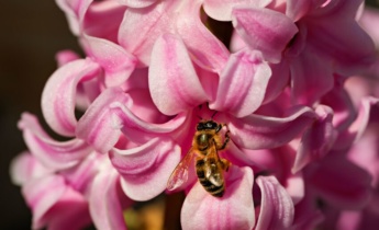Pest Control for Hyacinths: How to Identify, Prevent and Treat Common Pests