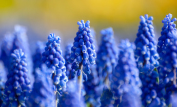 Sådan planter du muscari-løg: En trin-for-trin sen efterårsplantning