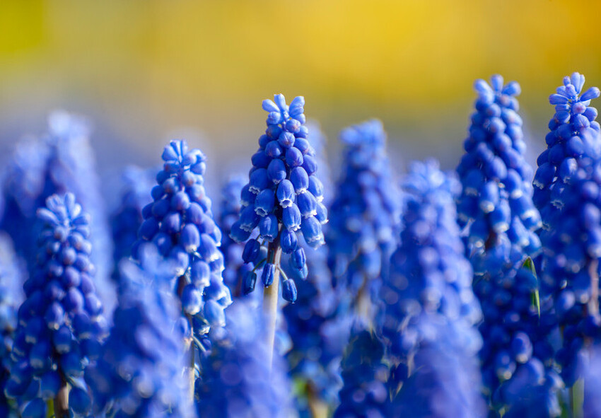 Πότε να ξεκινήσετε την προετοιμασία των Muscari για το φθινόπωρο παραγγείλετε βολβούς μουσκάρι online από την Ολλανδία