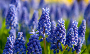Dyrkning af Muscari i grus og vand: En komplet guide til efterårsforberedelserne