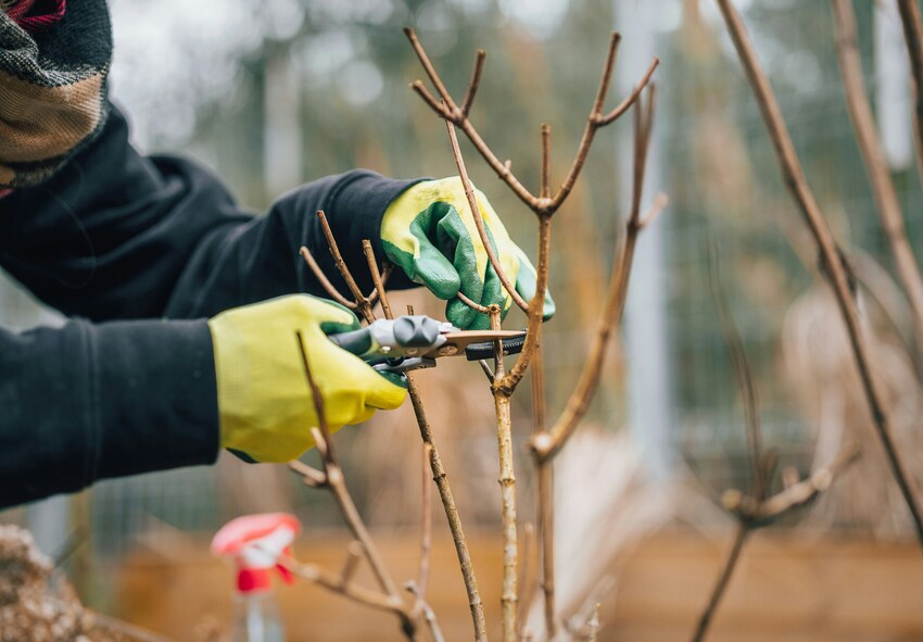 Trädgårdsskötsel för buskar och perenner i september