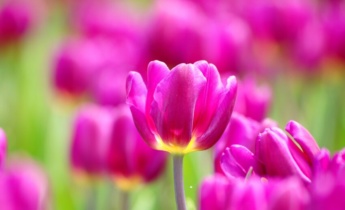 Konstgjord vernalisering av blomlökar: Hur kylbehandling påverkar blomningen