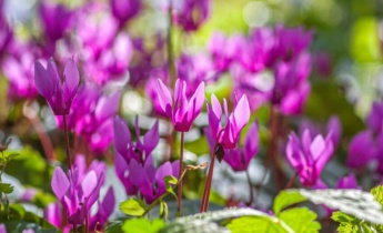 Créer des tapis floraux naturels avec des petits bulbes : crocus, perce-neige, muscari et bien d&rsquo;autres encore