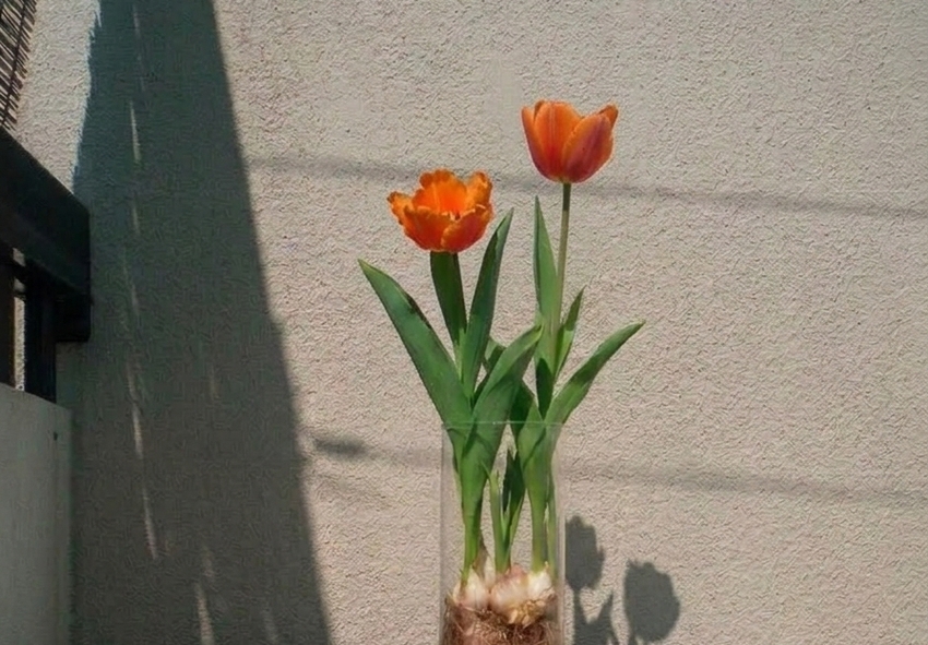 Jak uprawiać tulipany w wodzie