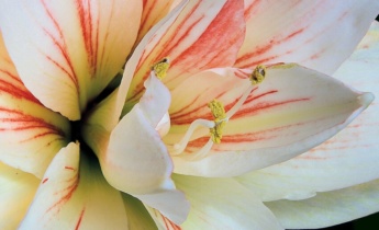 Sæsonpleje af amaryllis: Sørg for vedligeholdelse til blomstring året rundt
