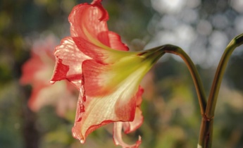 Besondere Pflege für Amaryllis nach der Blüte: Gießen, Düngen und Ruhephase