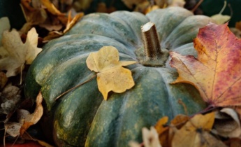 Garden Maintenance in October: Planting, Pruning, and Winter Preparation