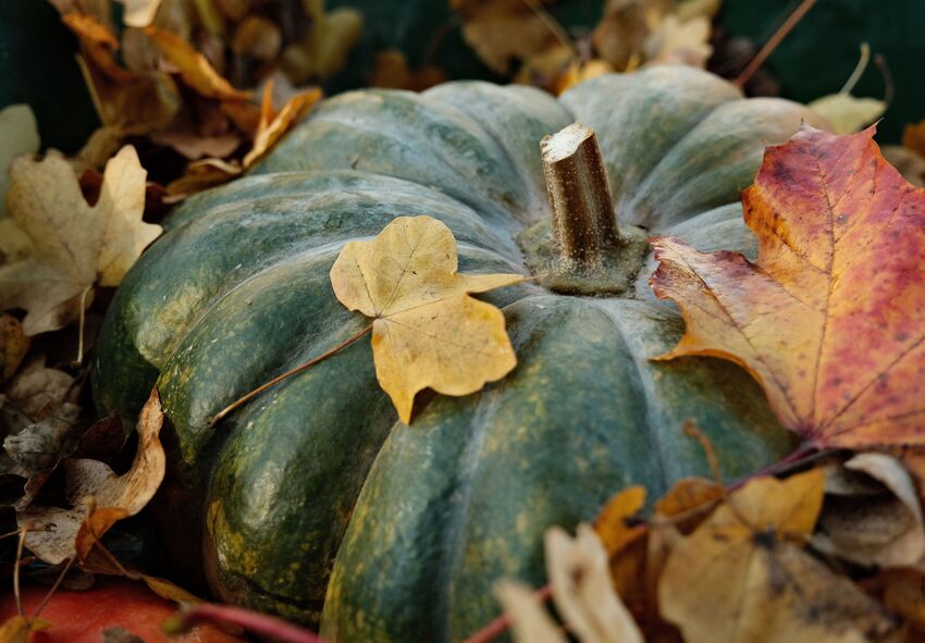 Pruning and Winter Protection in October