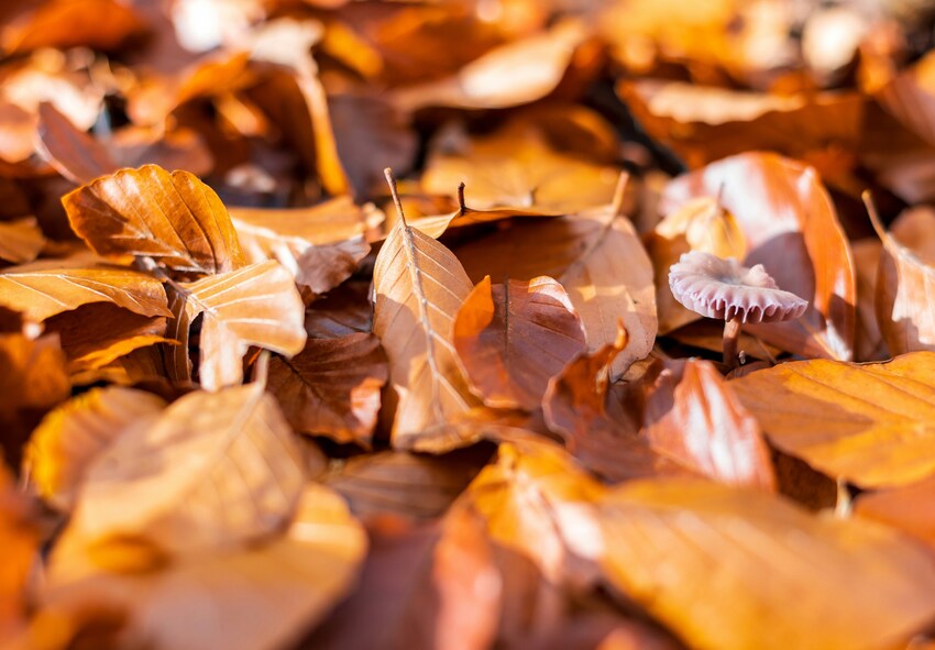 Garden Maintenance in October